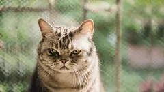 Was Ihre Katze als „Verrat“ empfindet – und wie Sie ihr Vertrauen zurückgewinnen können.