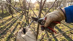 Diese Bäume und Sträucher müssen im April beschnitten werden. Wenn Sie dies nicht tun, geht Ihnen die Ernte verloren.