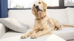 Warum Ihr Hund auf dem Sofa Platz nimmt: Was sind die Gründe dafür und wann sollte man vernünftig reagieren?