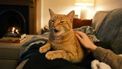 Die Katze bedankt sich bei uns, und wir jagen sie weg. Wie man wichtige Signale seines Haustieres nicht übersieht