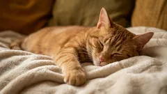 Wo Katzen eigentlich am liebsten schlafen: 5 Orte – und das ist kein Katzenkissen