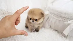 10 „Taschenhunde“: Miniaturrassen für alle, die ihren Vierbeiner gerne überallhin mitnehmen