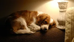 Sollte man das Licht anlassen, wenn der Hund allein zu Hause bleibt?