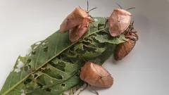 Wie man in diesem Frühjahr Stinkwanzen loswird und ihr Wiederauftreten verhindert