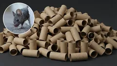 Wie man Mäuse im Haus mit Hilfe eines Toilettenbürstenhalters loswird: eine wirksame selbstgebaute Falle