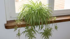 5 unverwüstliche grüne Freunde: Pflanzen für die Fensterbank, die dir alles verzeihen