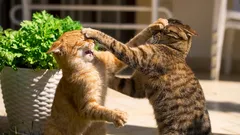 Warum mag meine Katze andere Katzen nicht?