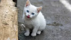 Erinnern sich Katzen daran, dass sie von der Straße geholt wurden – und wie kann man ihre traumatische Vergangenheit überwinden?