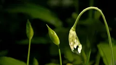 Nur vier Wochen im Jahr: Alle erfahrenen Gärtner ernten diese Knospen genau jetzt.