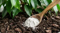 Ich habe die Erde umgegraben und nur einen Löffel davon hinzugefügt, damit der Ficus zu einem üppigen Busch heranwächst: Das Ergebnis spricht für sich