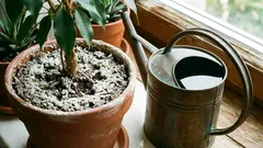 Hat sich wieder ein weißer Belag auf den Blumentöpfen gebildet? Woher kommt er und was kann man dagegen tun?