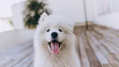 10 Kleinigkeiten, die Ihren Hund glücklich machen