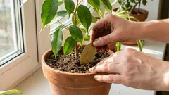 Warum man Lorbeerblätter in die Erde geben sollte: ein duftender Helfer für Zimmerpflanzen